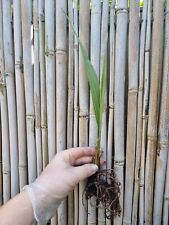 Date palm seedling for sale  PEACEHAVEN