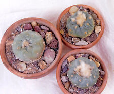 Rare cacti cv. for sale  Grand Prairie