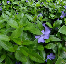 100 periwinkle vinca for sale  Albany