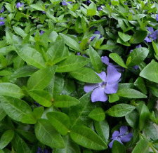 Periwinkle vinca minor for sale  Albany