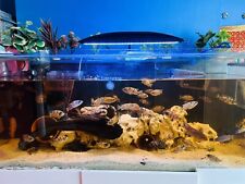 Tropical fishtank 5ft for sale  LEICESTER