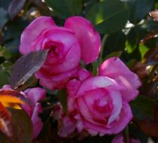 Rosa rose molinard gebraucht kaufen  Zetel