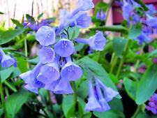Virginia bluebells wildflower for sale  Russell