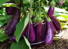 Long purple italian for sale  Deltona