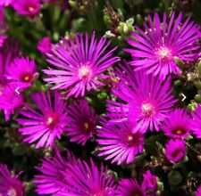 Delosperma cooperii rose d'occasion  Mont-de-Marsan