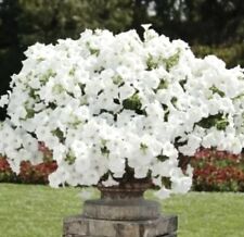 200 petunia white for sale  LOUGHTON