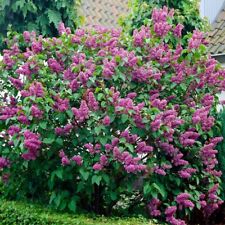 Lilac cuttings purple for sale  Kite