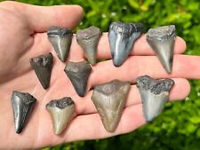 Fossil megalodon sharks for sale  Coppell