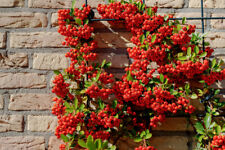 Piracanta rossa pyracantha usato  Valmacca