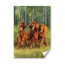 Irish red setter for sale  SELBY