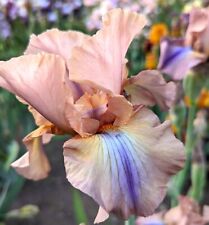 Tall bearded iris d'occasion  Expédié en Belgium