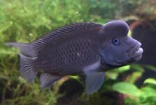 cichlids for sale  HAYWARDS HEATH