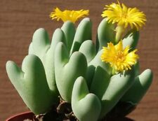 Graines conophytum bilobum d'occasion  Pertuis