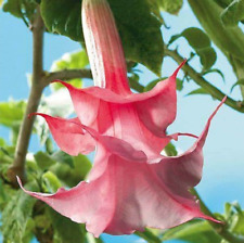 Brugmansia double pink for sale  BECCLES