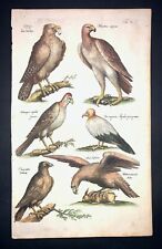 Merian eagle hawk d'occasion  Paris-