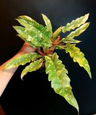 Philodendron ring fire. for sale  NOTTINGHAM