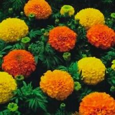 Flower african marigold for sale  SALISBURY
