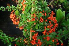 40PZ decorativa siepe Cespuglio Piracanta Pyracantha piracantia Crataegus vaso7 usato  Corato