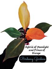 Philodendron tangerine hybrid for sale  Marietta