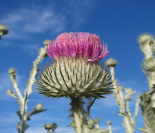 Onopordum acanthium. scottish for sale  PENZANCE