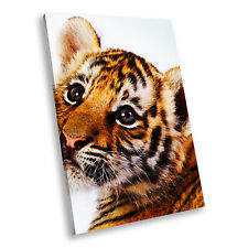 Orange tiger cub for sale  STRABANE