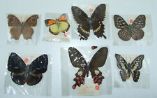 Papillons exotiques asie d'occasion  Besançon