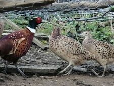12 Ringneck pheasant Fertile hatching eggs , used for sale  WREXHAM