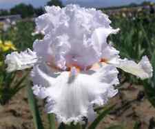Iris vanilla frappe usato  Bologna