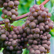 White grape vitis for sale  UK