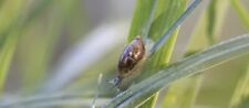 Bladder snails alga for sale  HARTLEPOOL