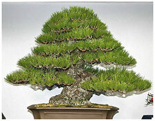 50 semi di Pinus Thunbergii, Pino Giapponese nero, semi bonsai, usato usato  Nizza Di Sicilia