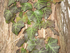 Live english ivy for sale  Decatur