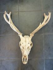 Red deer stag for sale  RUGBY