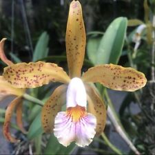 Cattleya juno white for sale  San Francisco