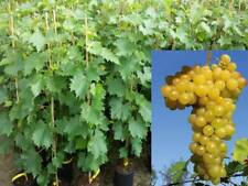 Vitis vinifera primus gebraucht kaufen  Saterland