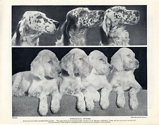 English setter dogs for sale  COLEFORD