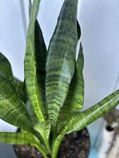 plants live plant snake for sale  Gastonia
