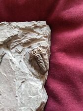 Trilobite calymene nice for sale  WITHAM