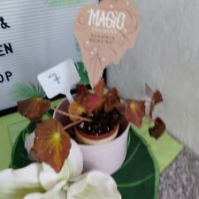 Begonia rex monuno gebraucht kaufen  Bückeburg