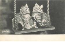 Chats mk839 chatons d'occasion  France