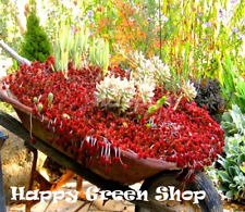 Dragon blood plant for sale  Shipping to Ireland
