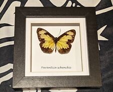 Taxidermy butterfly frame for sale  WOLVERHAMPTON