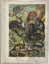 1880 Art Lithograph Print - Johnson's Mammalia Marmoset Lemur Squirrel Monkey for sale  Shipping to South Africa