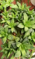 HAWORTHIA 2 Fatty Plant Succulent Cuts  for sale  Shipping to South Africa