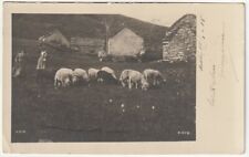 Aosta gregge pecore usato  Isola Vicentina