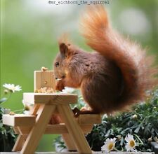 Eichhörnchen squirrel picknic gebraucht kaufen  Bornheim
