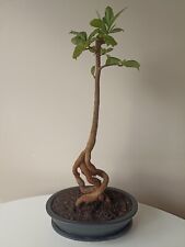 Baobab adansonia digitata for sale  Shipping to Ireland