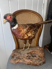 Pair pheasants taxidermy for sale  HINCKLEY