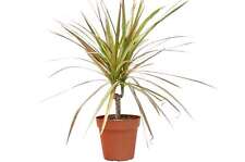 Dracaena red margined for sale  Old Town