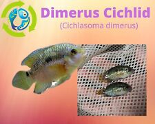 Dimerus cichlid for sale  Wimauma